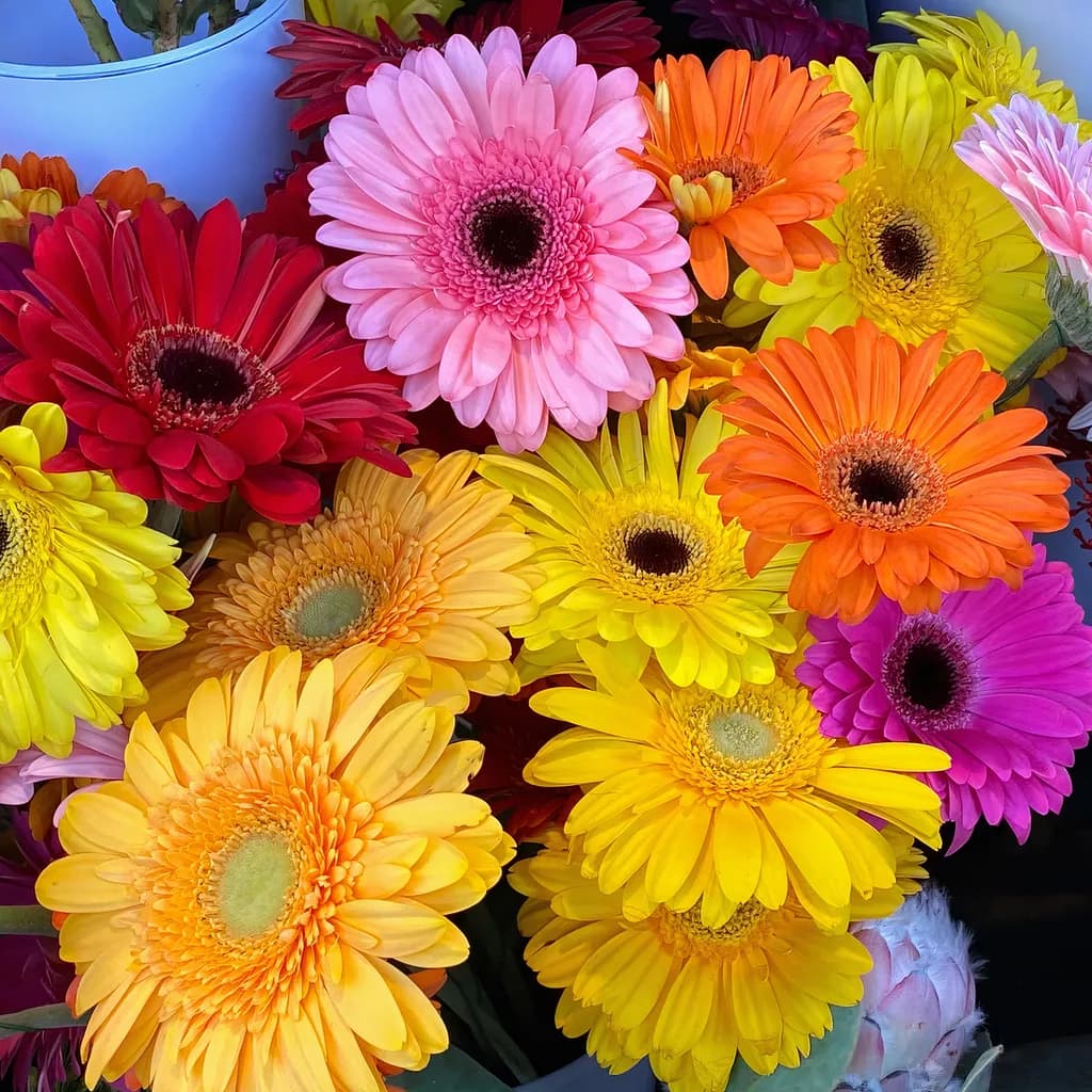 Parkring Blooms