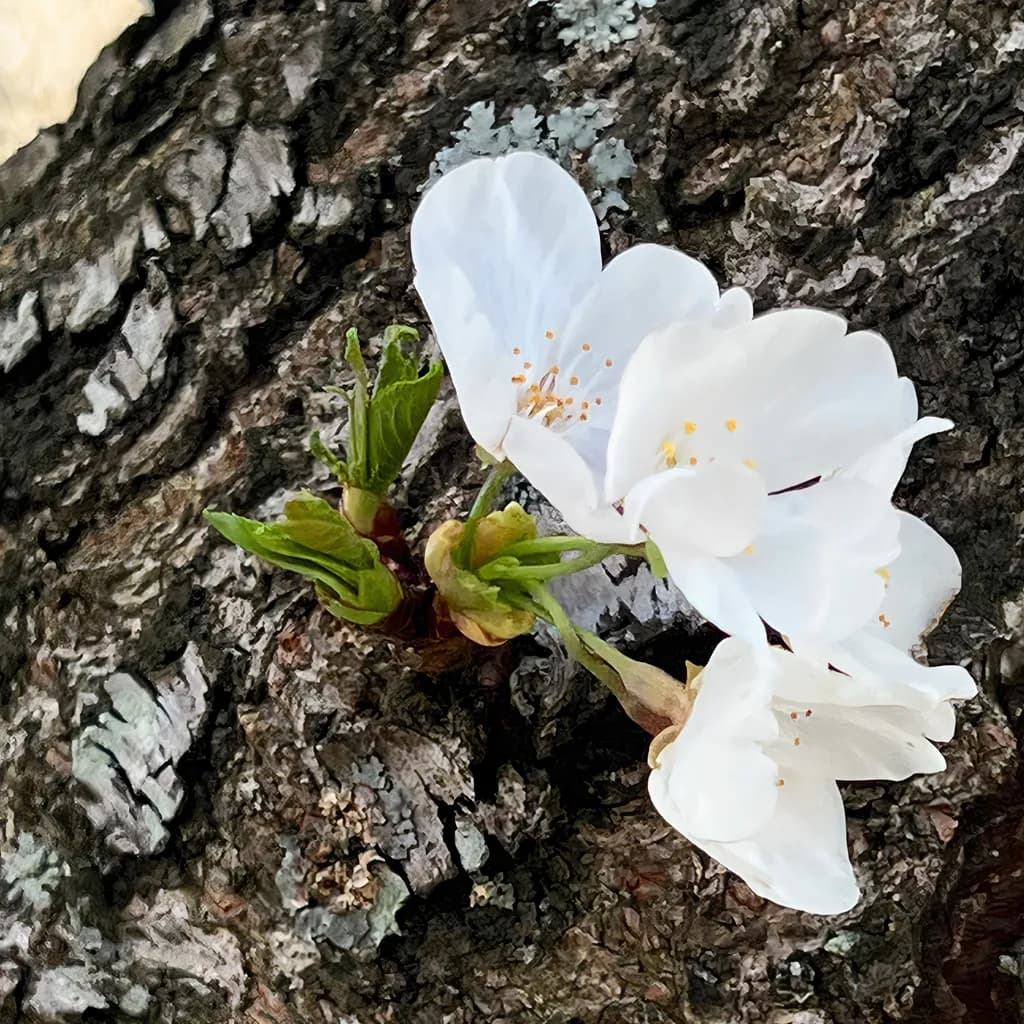 Yoshino Cherry Bloom