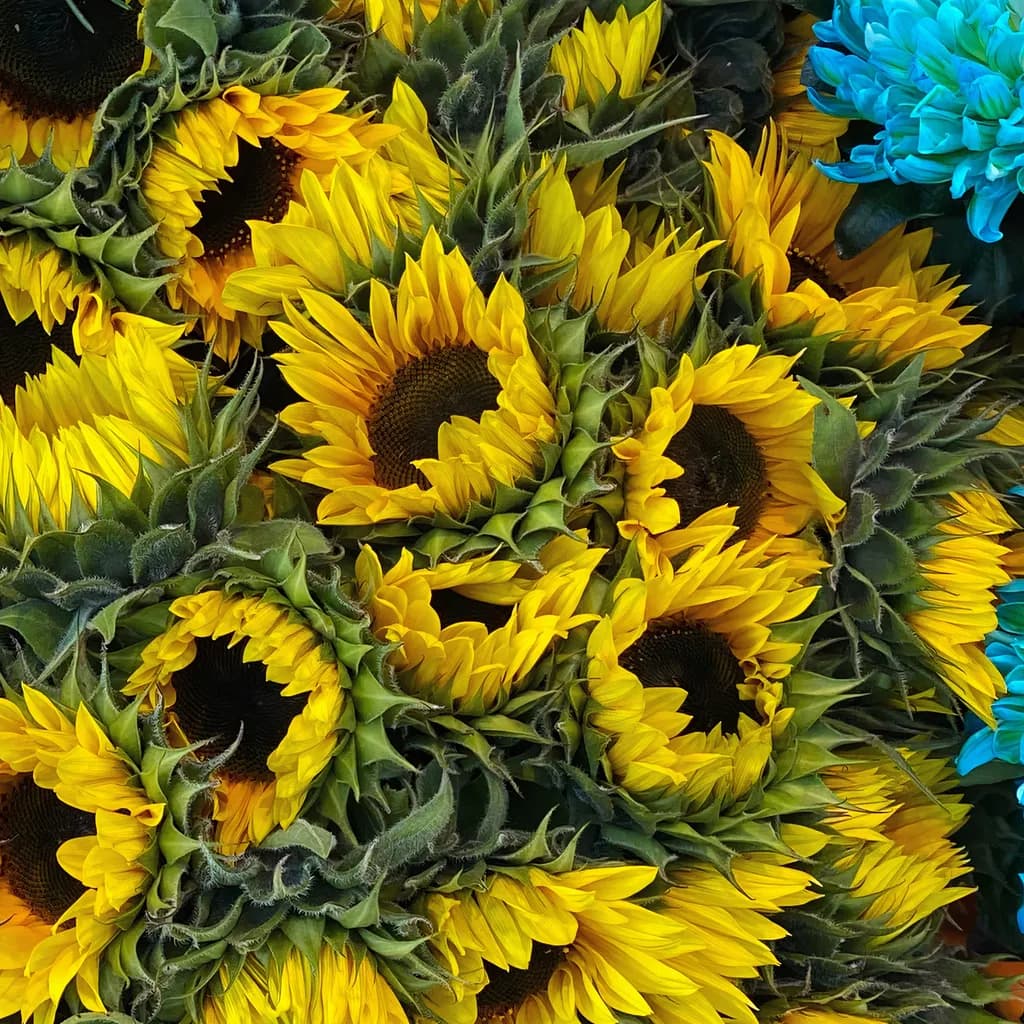 Sonnenblumen am Parkring