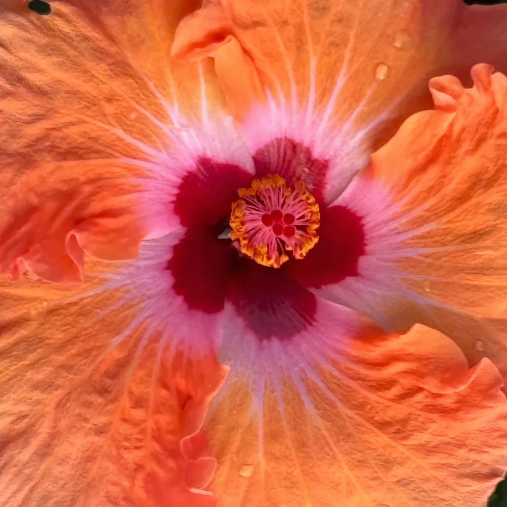Pancake Hibiscus Detail