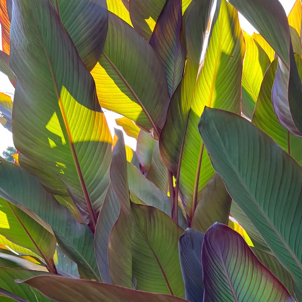 Stalks of Canna Lilies