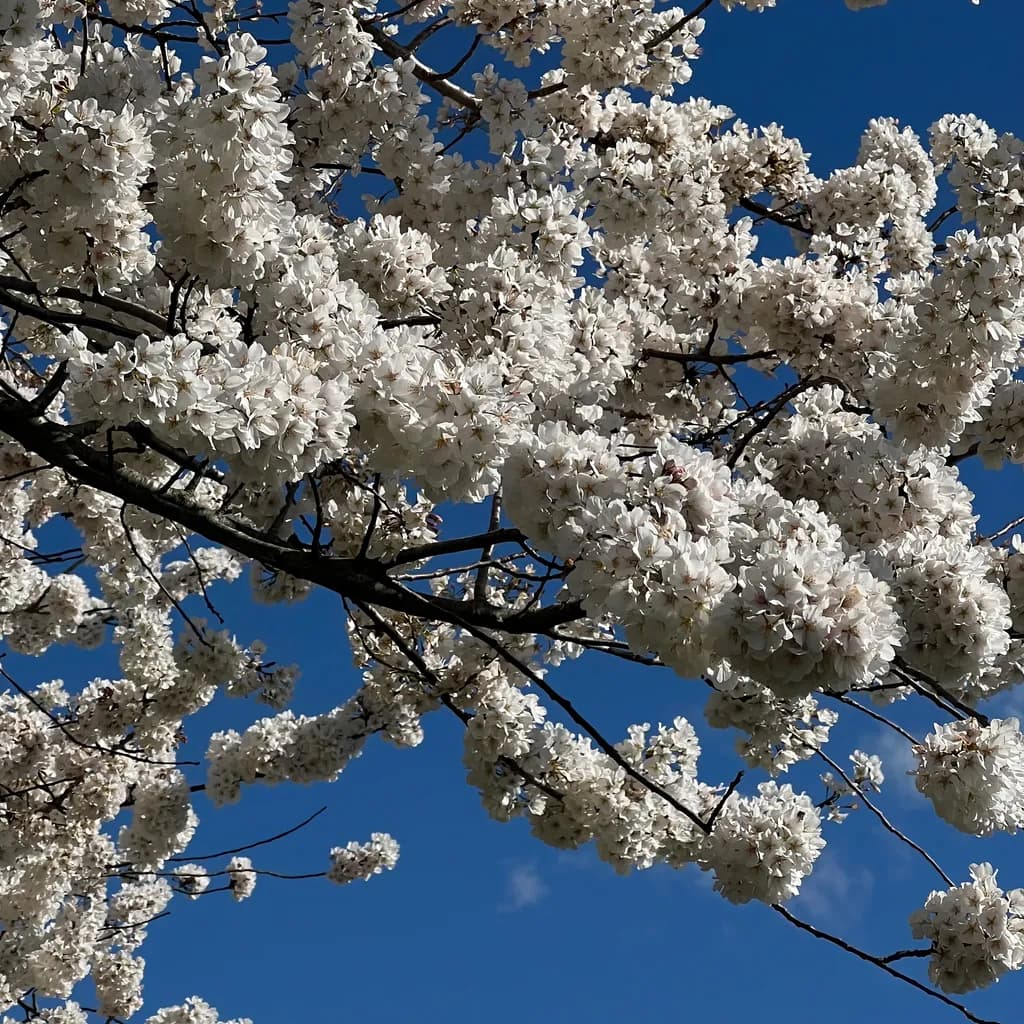 Blooming Sakuras