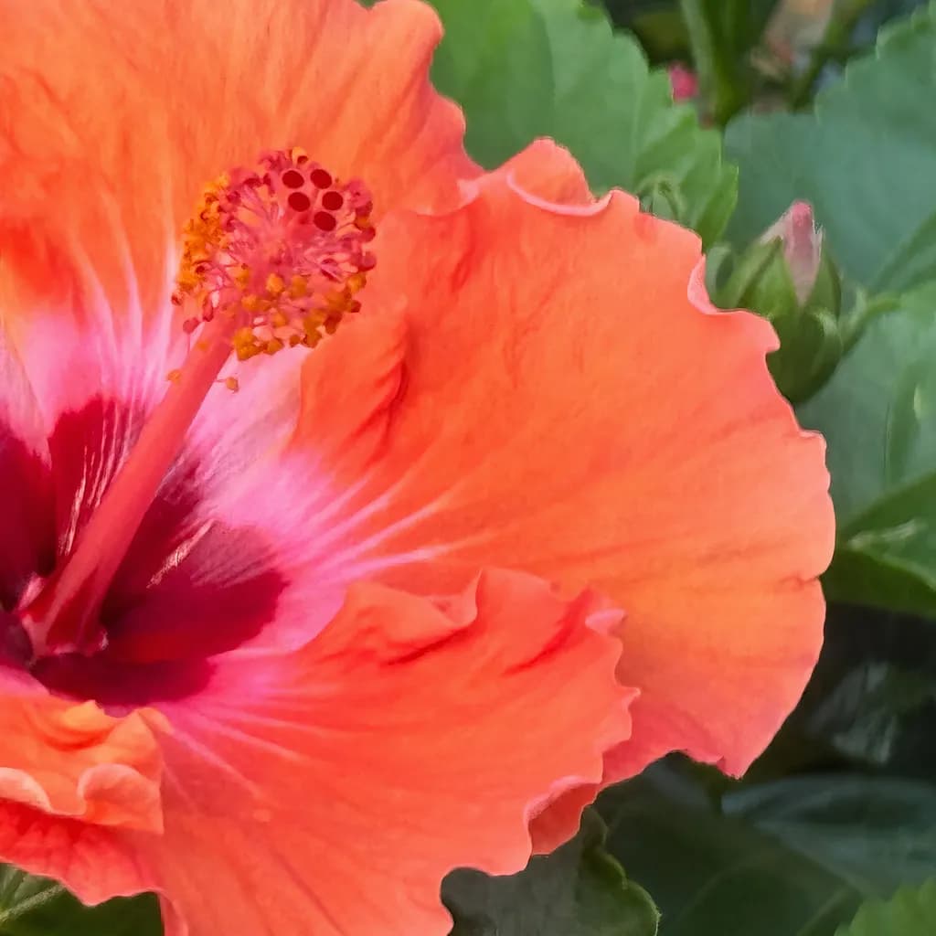 Pancake Hibiscus