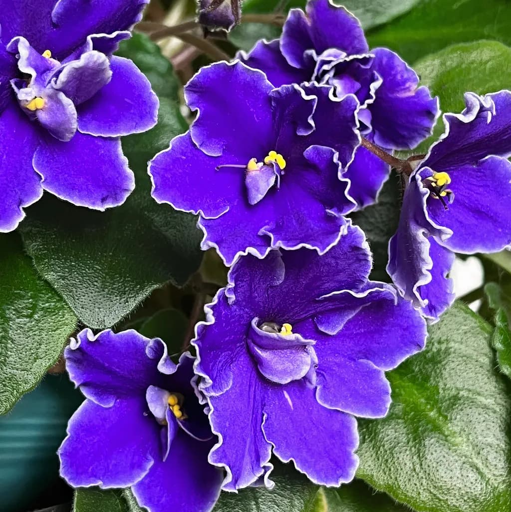 Blooming Violets