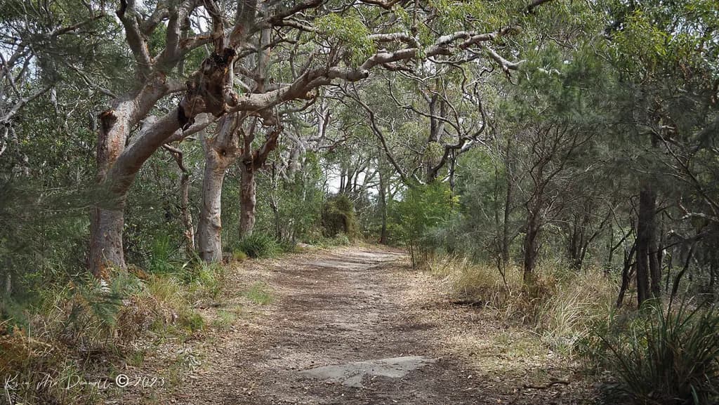 Whispers of the Wilderness: A Serene Path Through Nature's Embrace
