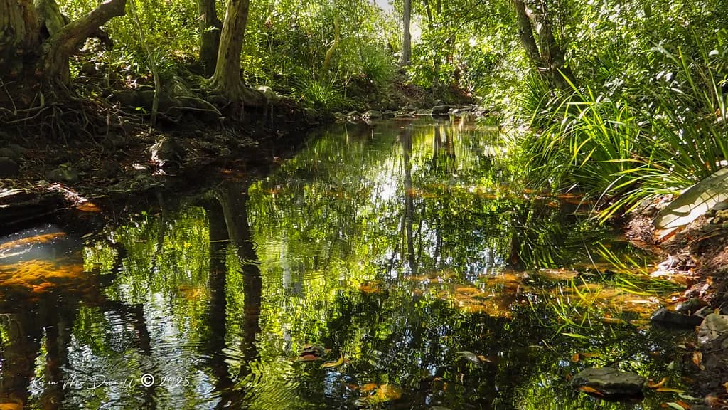 Whispers of Nature: A Serene Reflection in the Forest Stream