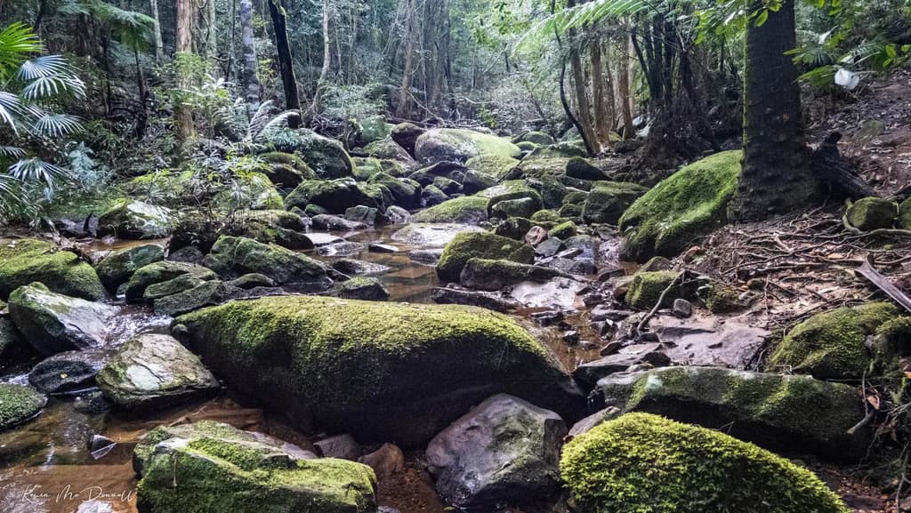 Whispers of the Forest: A Serene Stream Embraced by Mossy Stones