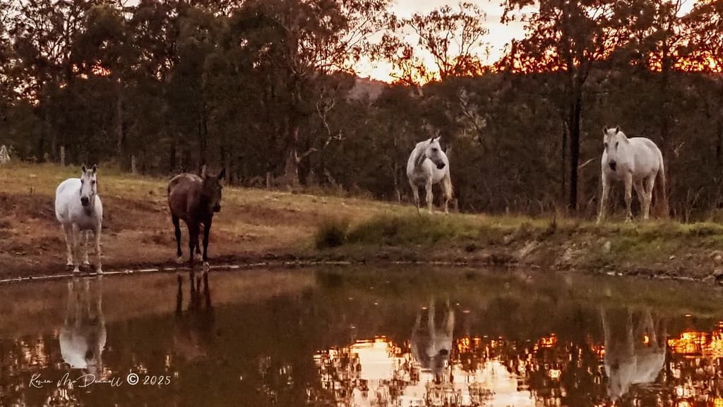 Serene Reflections: Horses at Dusk by the Water's Edge