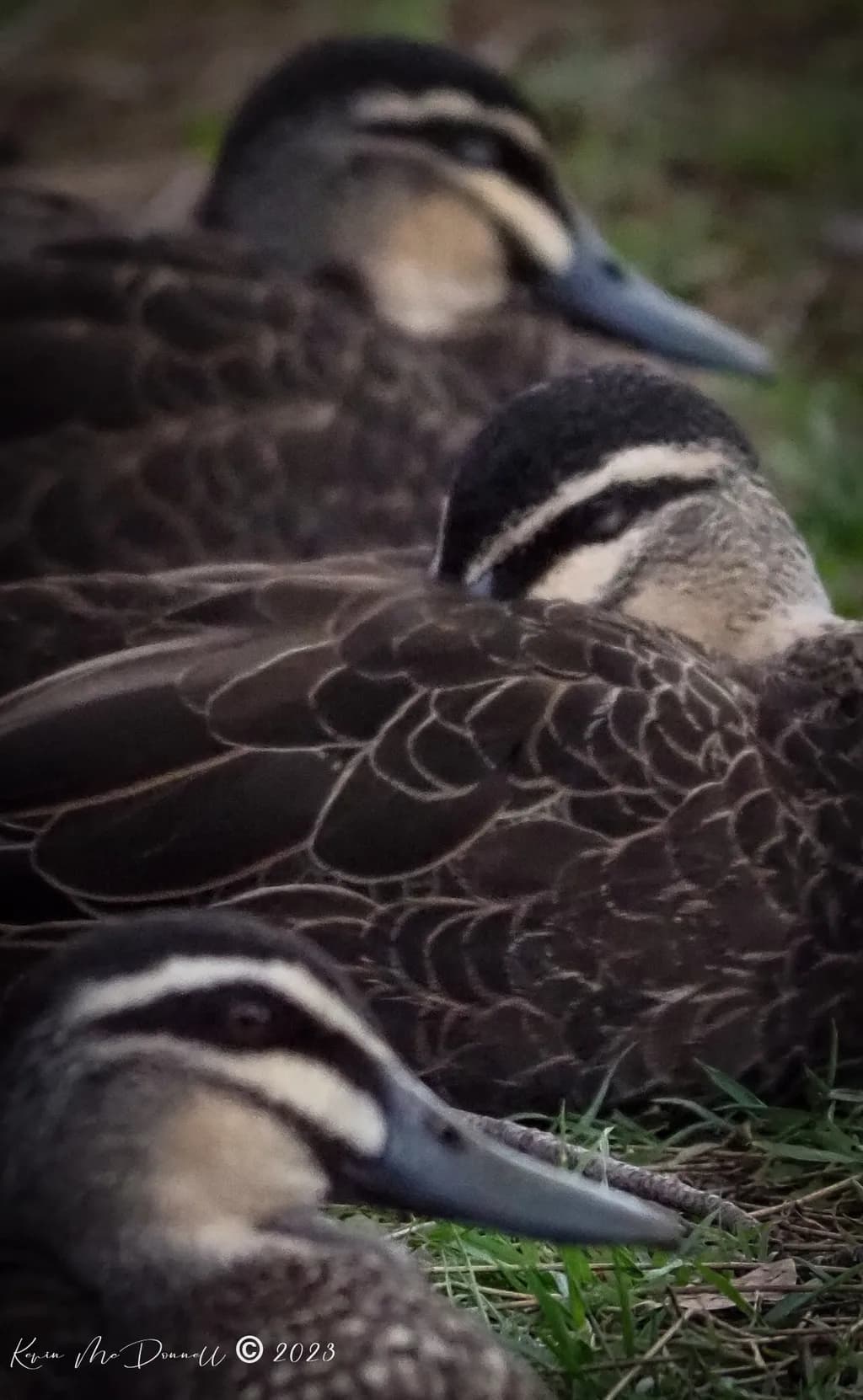 Whispers of Nature: A Serene Gathering of Ducks in Tranquil Harmony