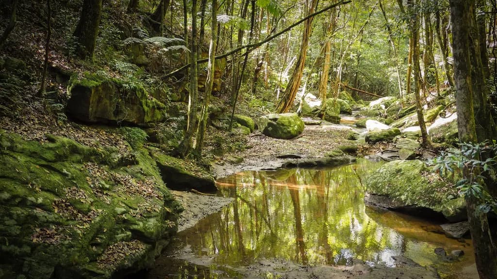 Whispers of Tranquility: A Serene Forest Reflection in Nature's Embrace