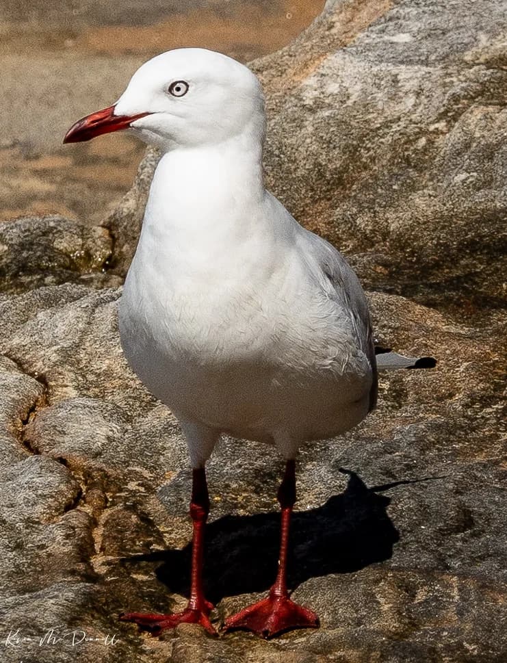 Elegant Seagull Standing Proudly on Rocky Shoreline