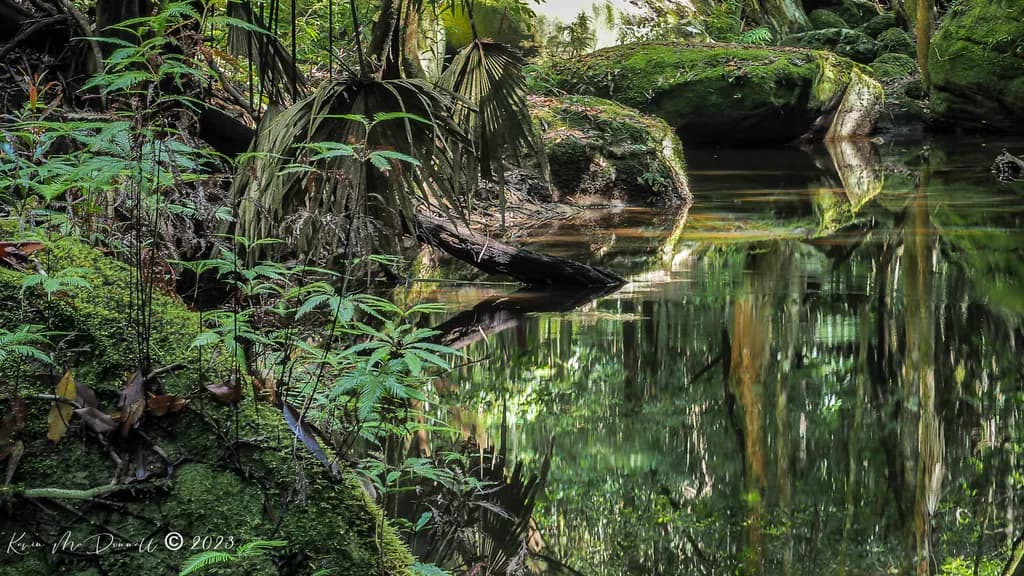 Whispers of the Forest: A Serene Reflection in Nature's Embrace