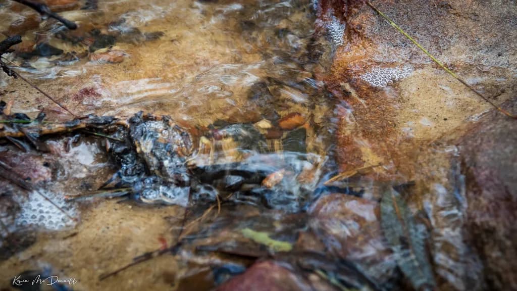 Whispers of Nature: A Tranquil Stream's Reflection in Autumn's Embrace