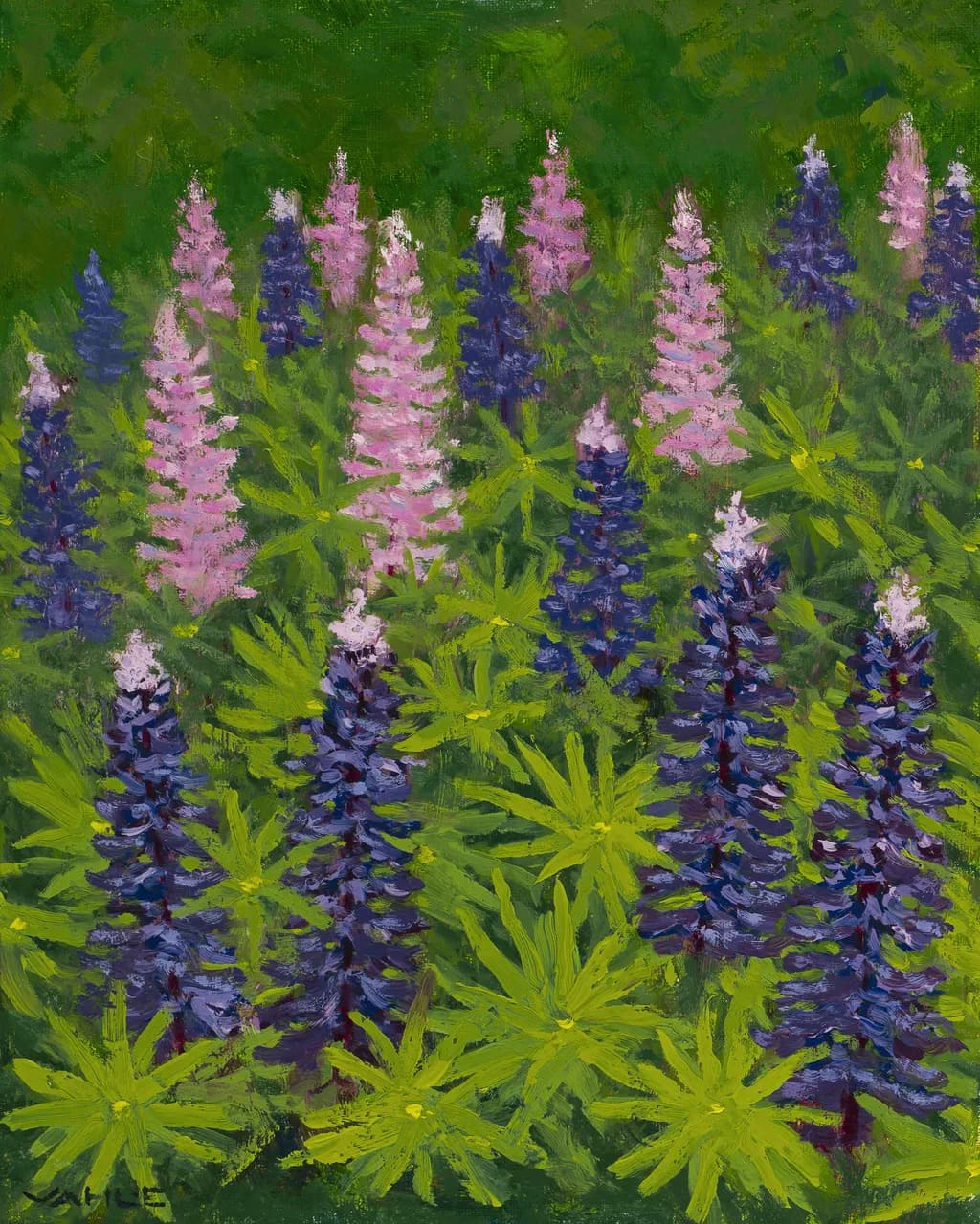 Lupine Land