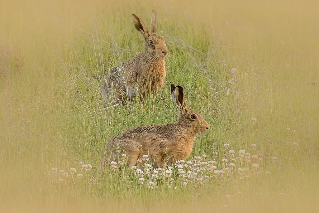 Field Hares in Grass