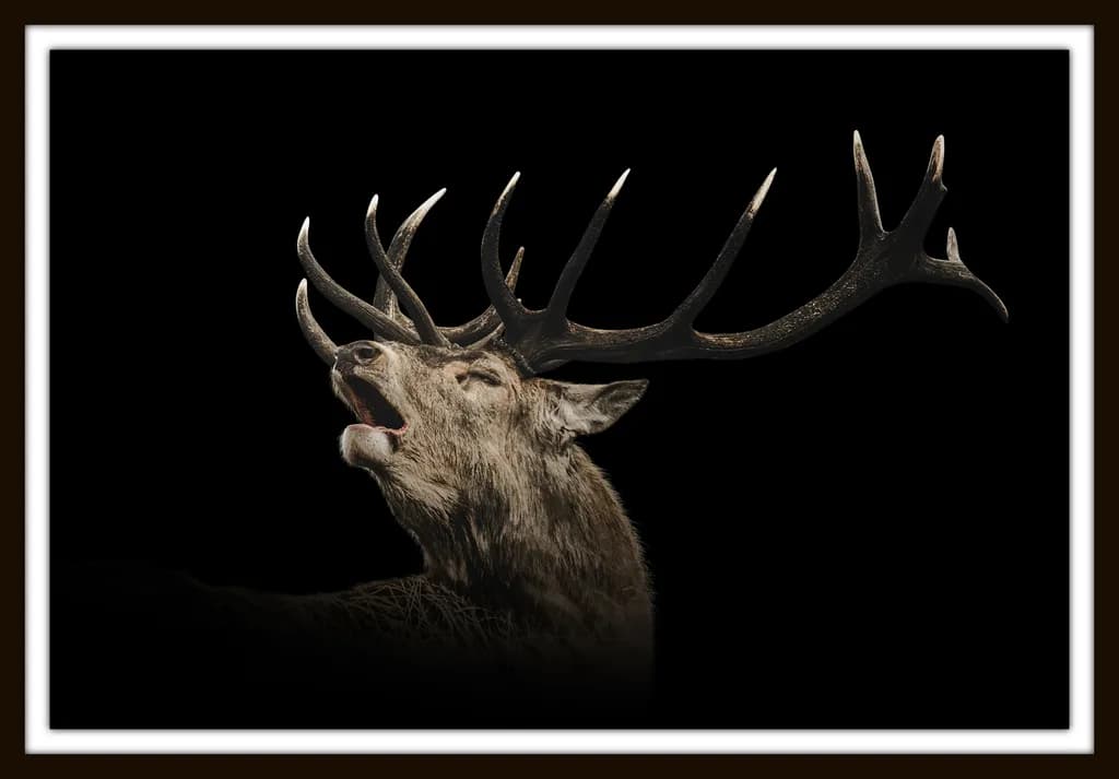 Roaring Stag