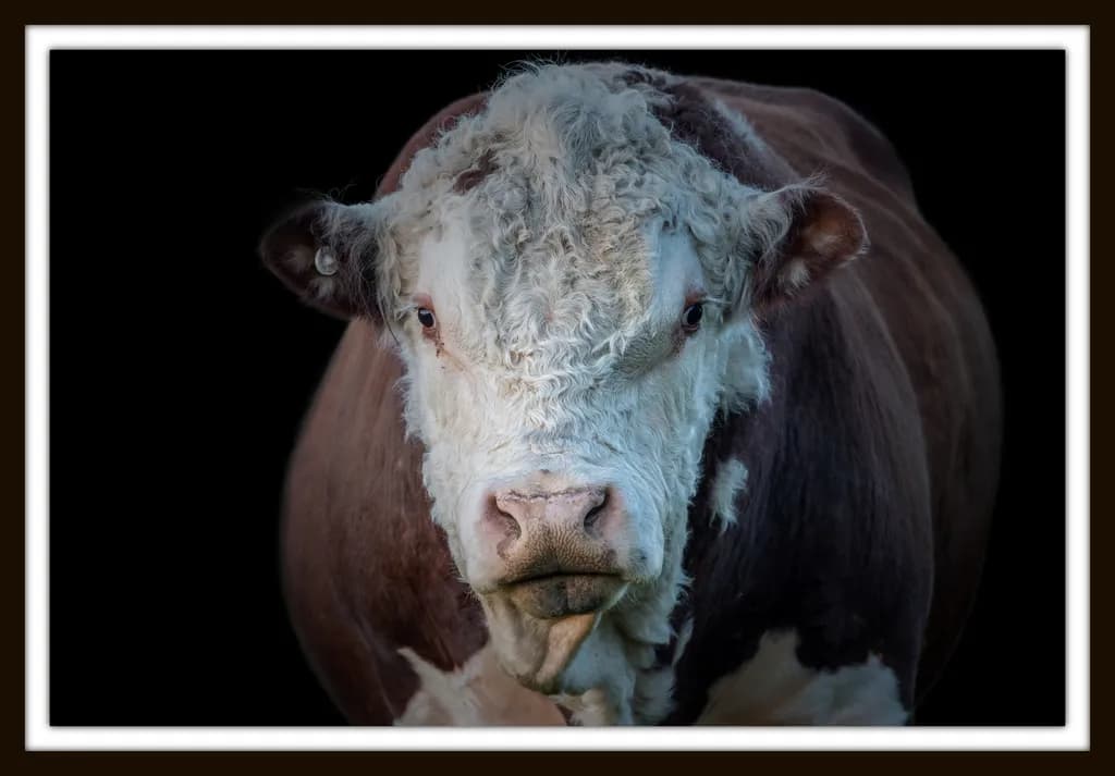 Bully Bull Portrait