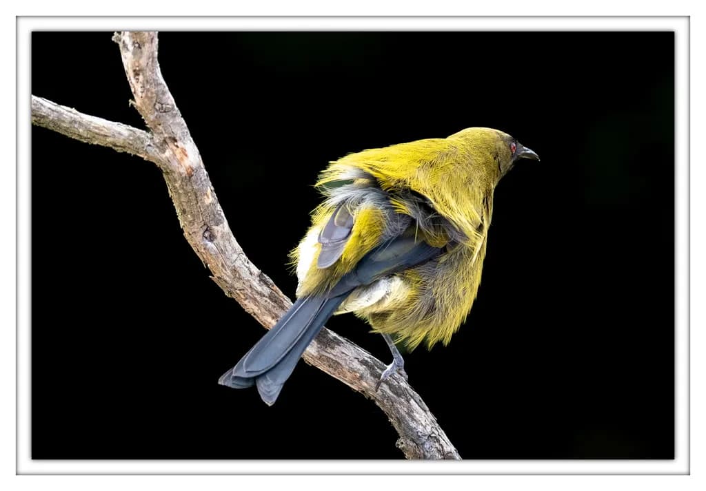 NZ Bellbird
