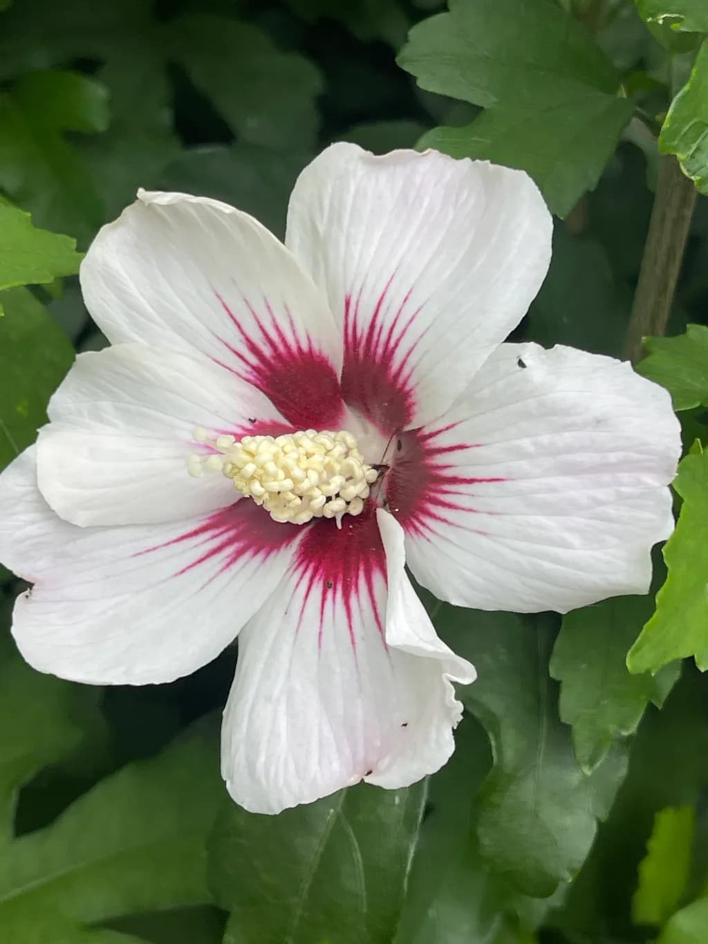 White Hibiscus Bloom