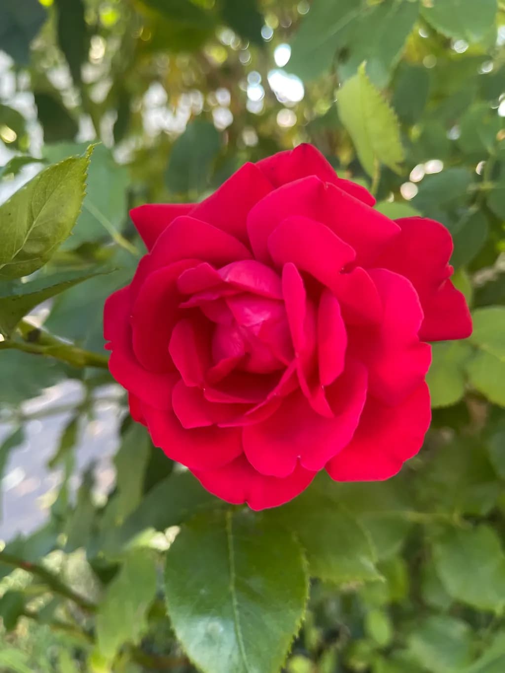 Red Rose Bloom
