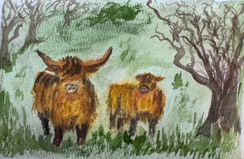 Glasgow coos