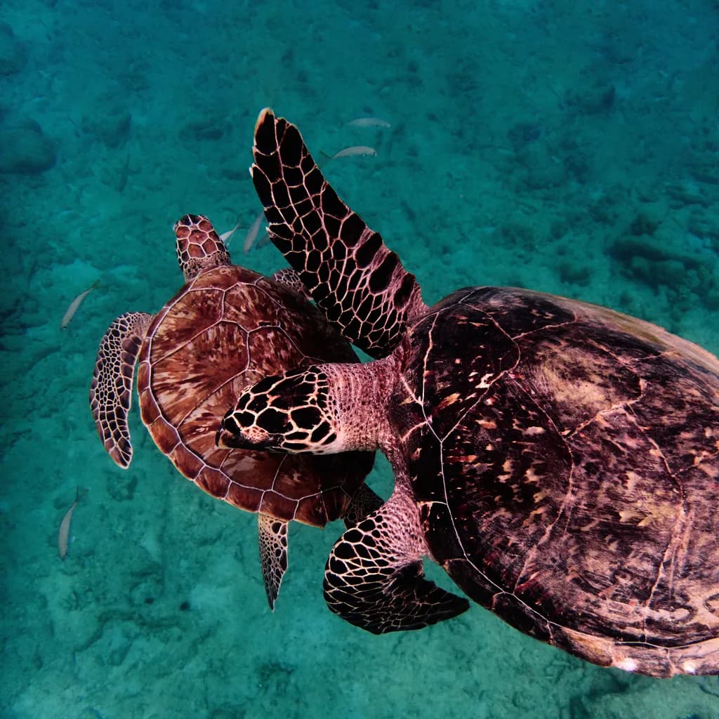 Barbados Turtles