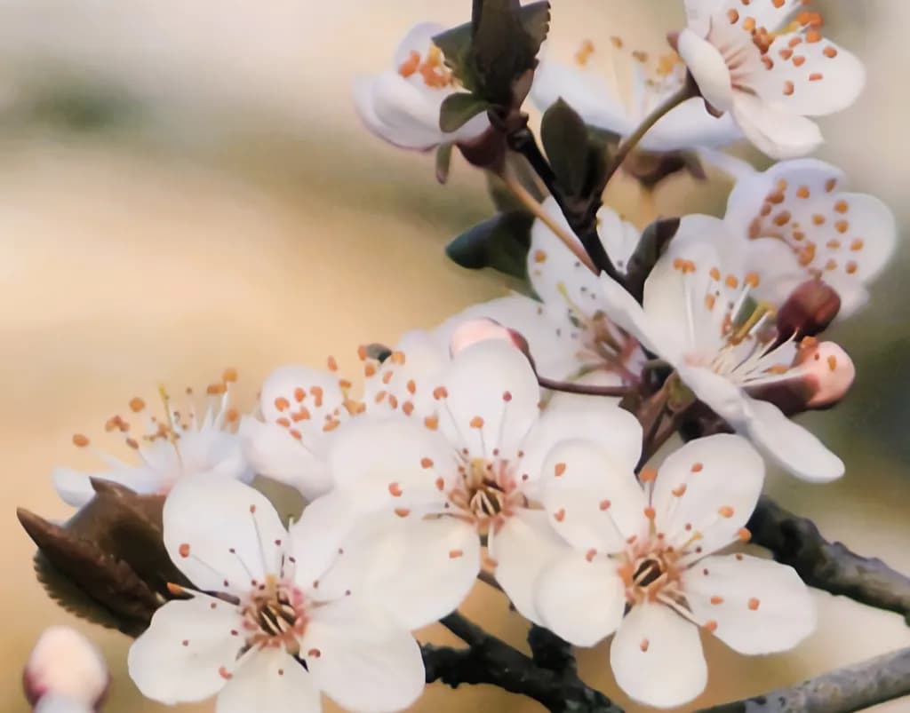White Cherry Blossom Fine Art Photo Print —