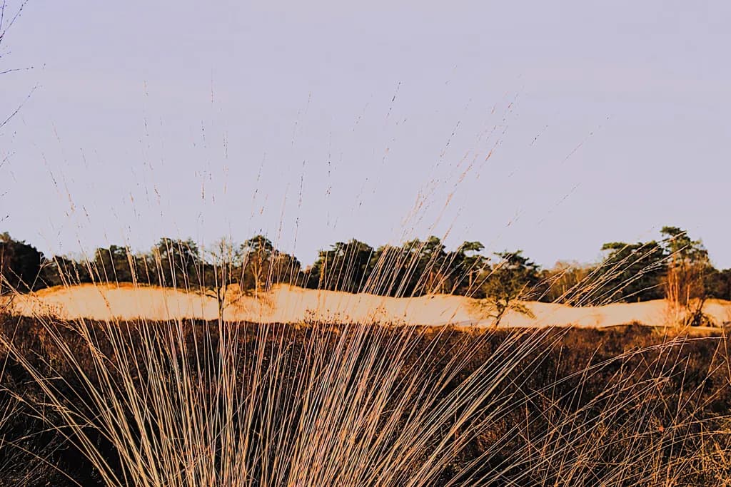 Sunlit Grasses