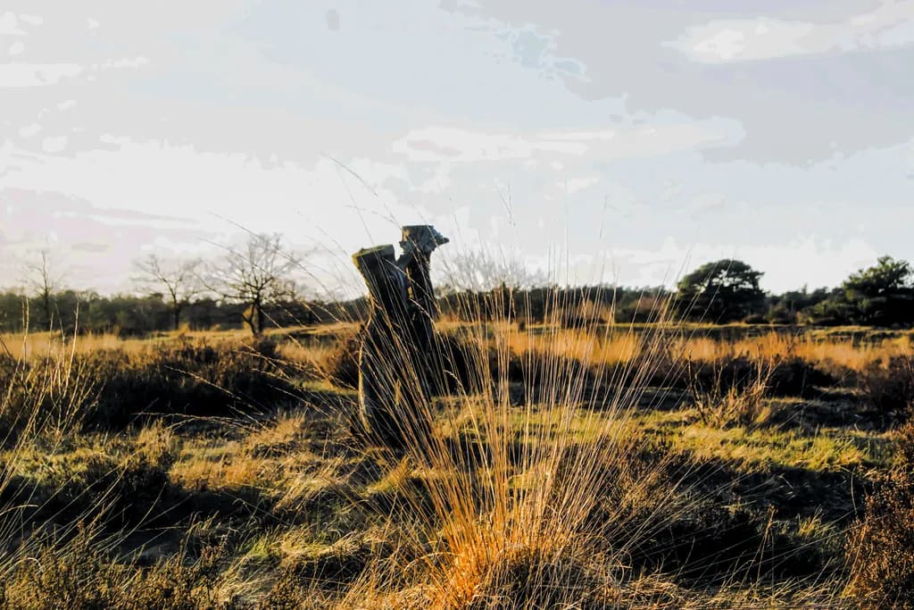 Golden Prairie Stand