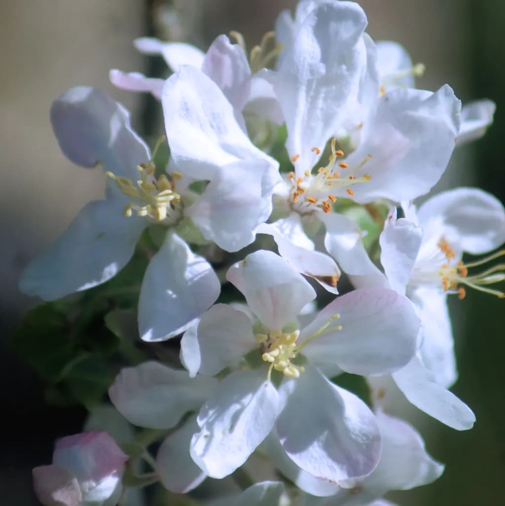 Quiet Bloom