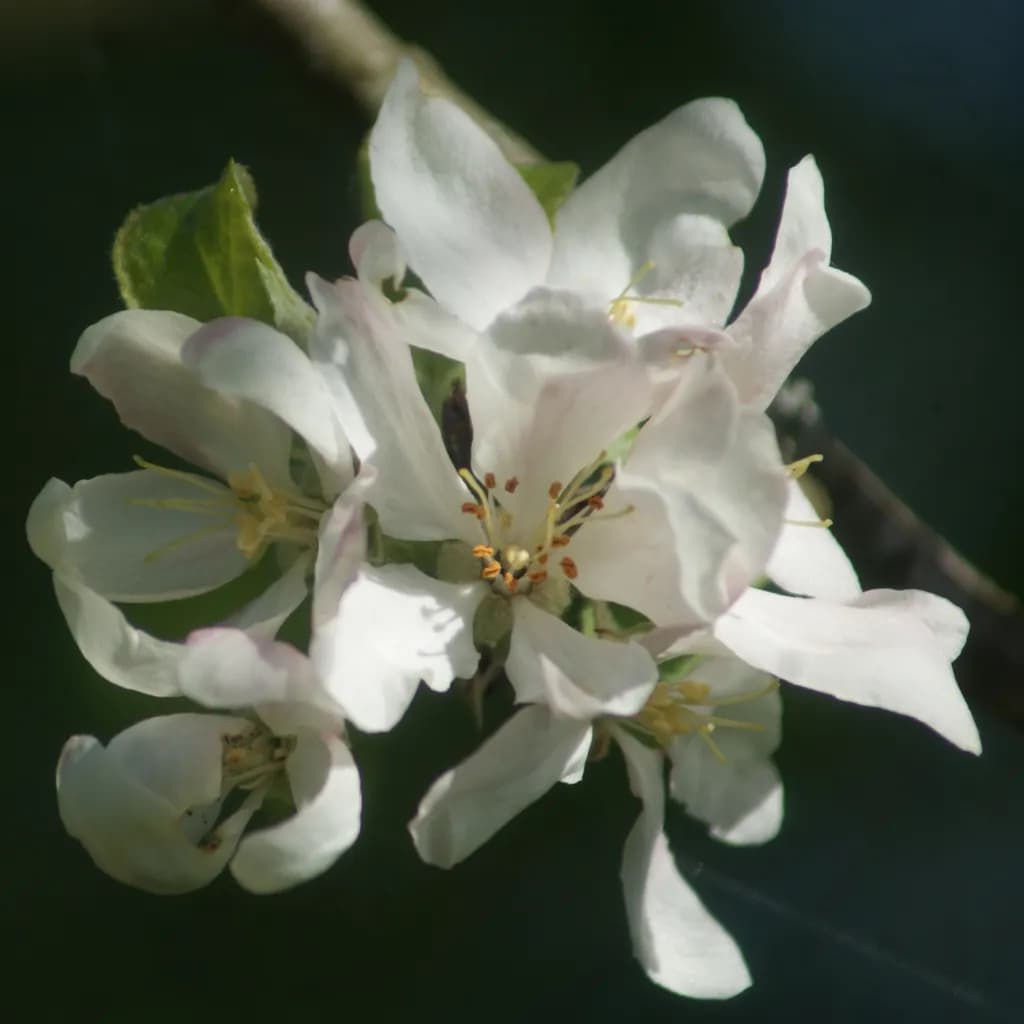 Delicate Blossom