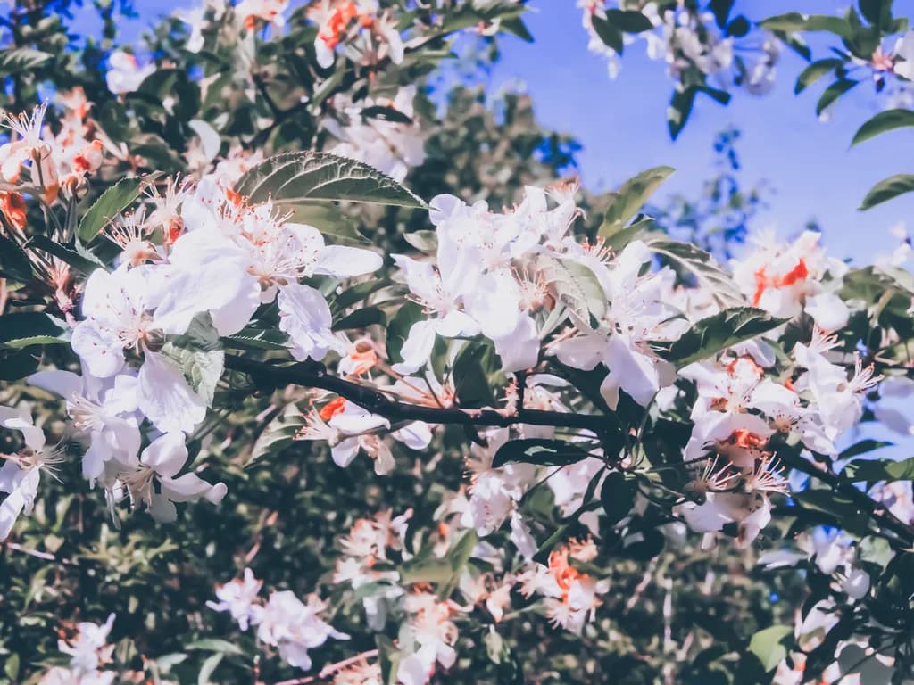 Spring Blossom Branches