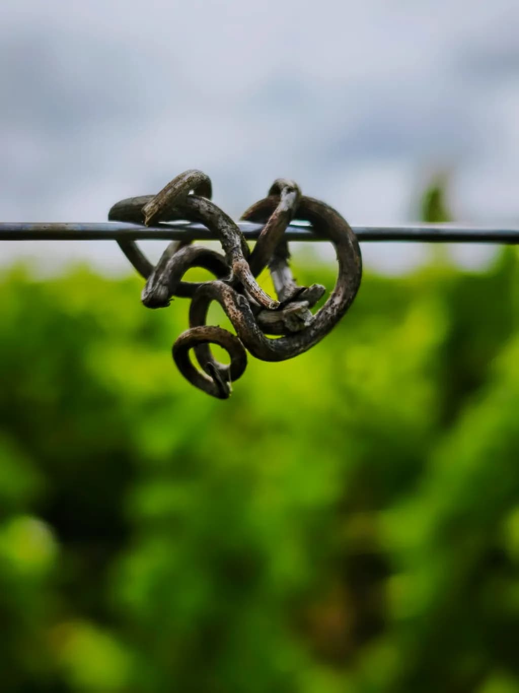 This piece presents the delicate dance of a twisted vine curling