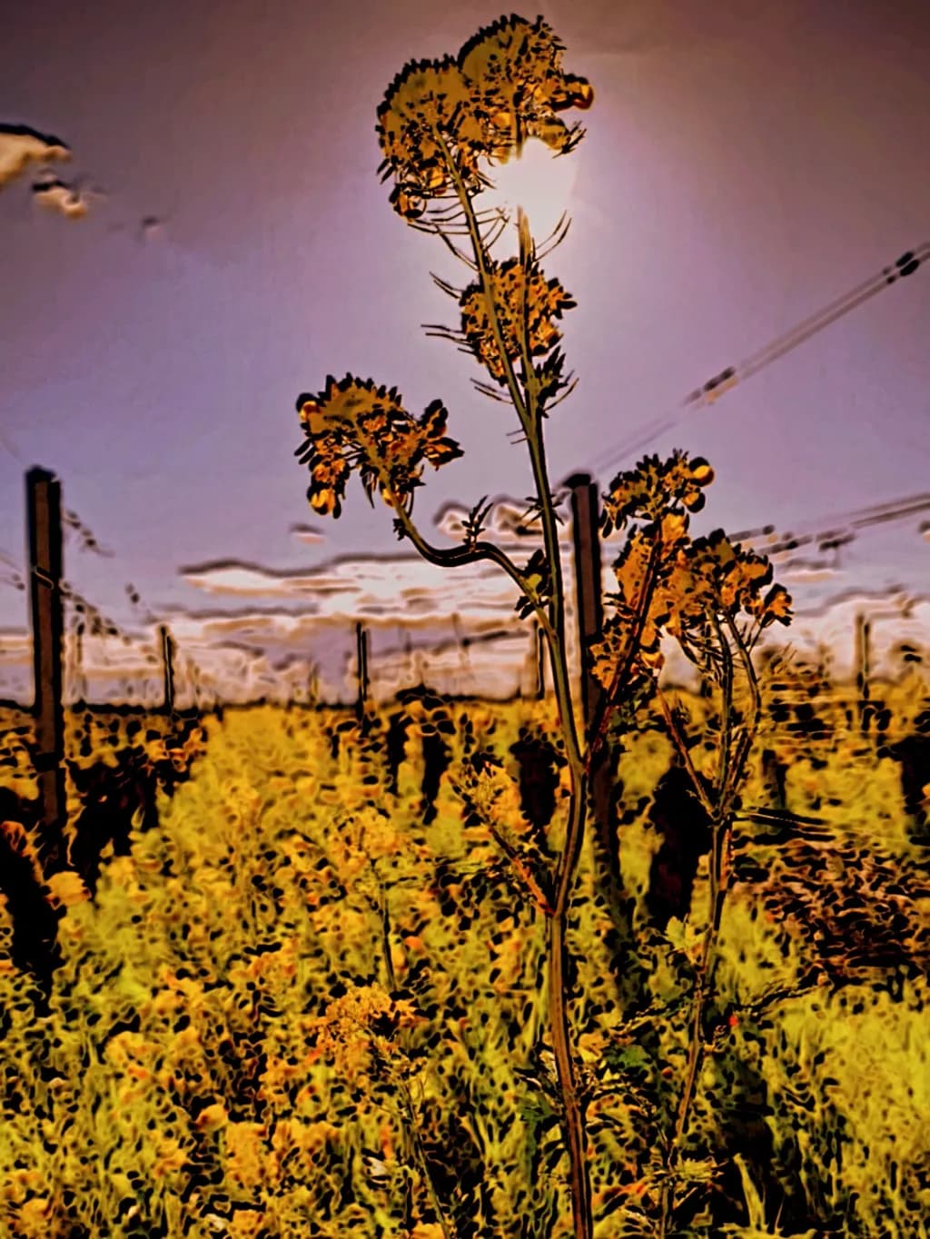 Sunset Flower Field