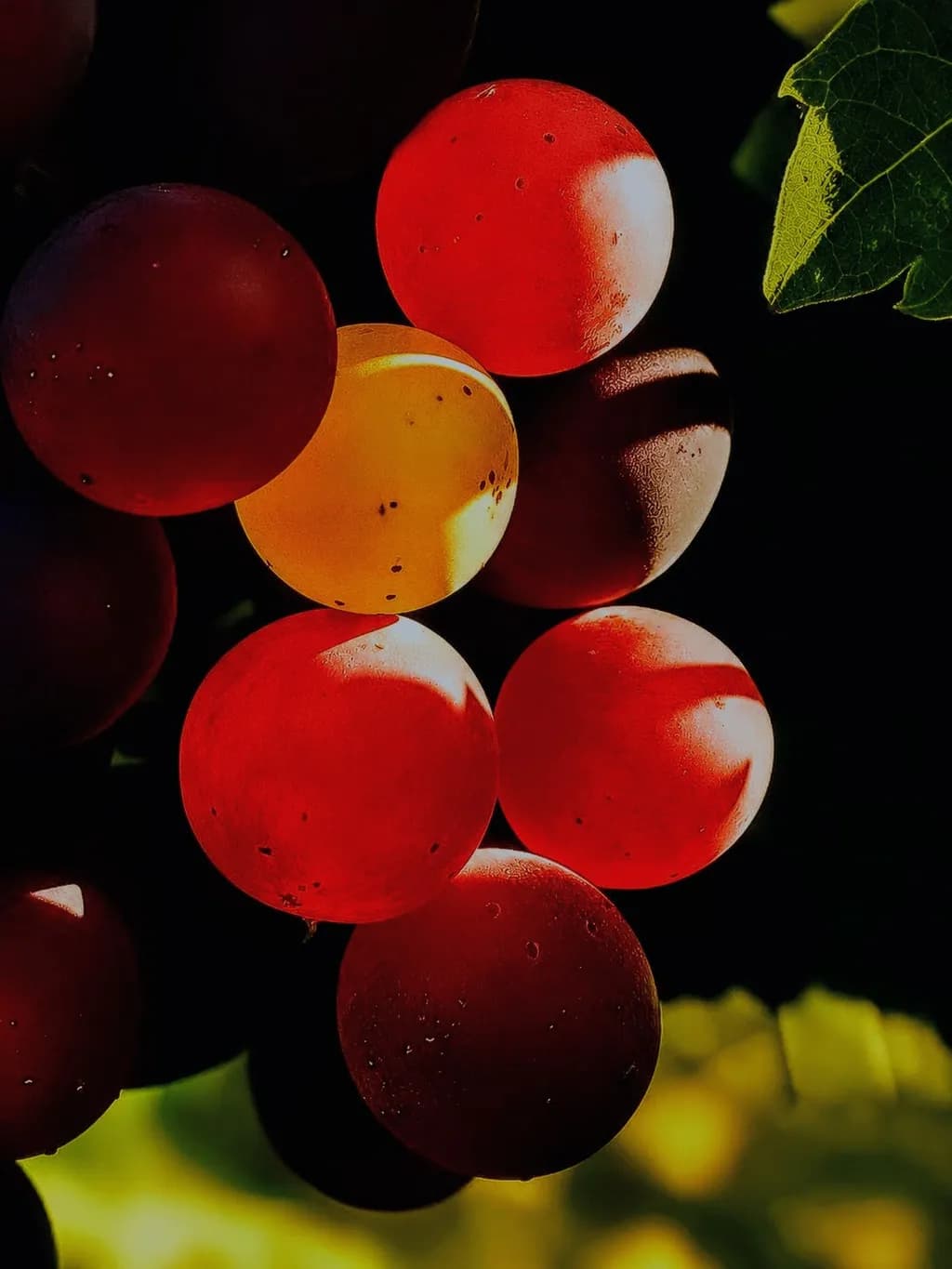 Grapes in Light and Shadow