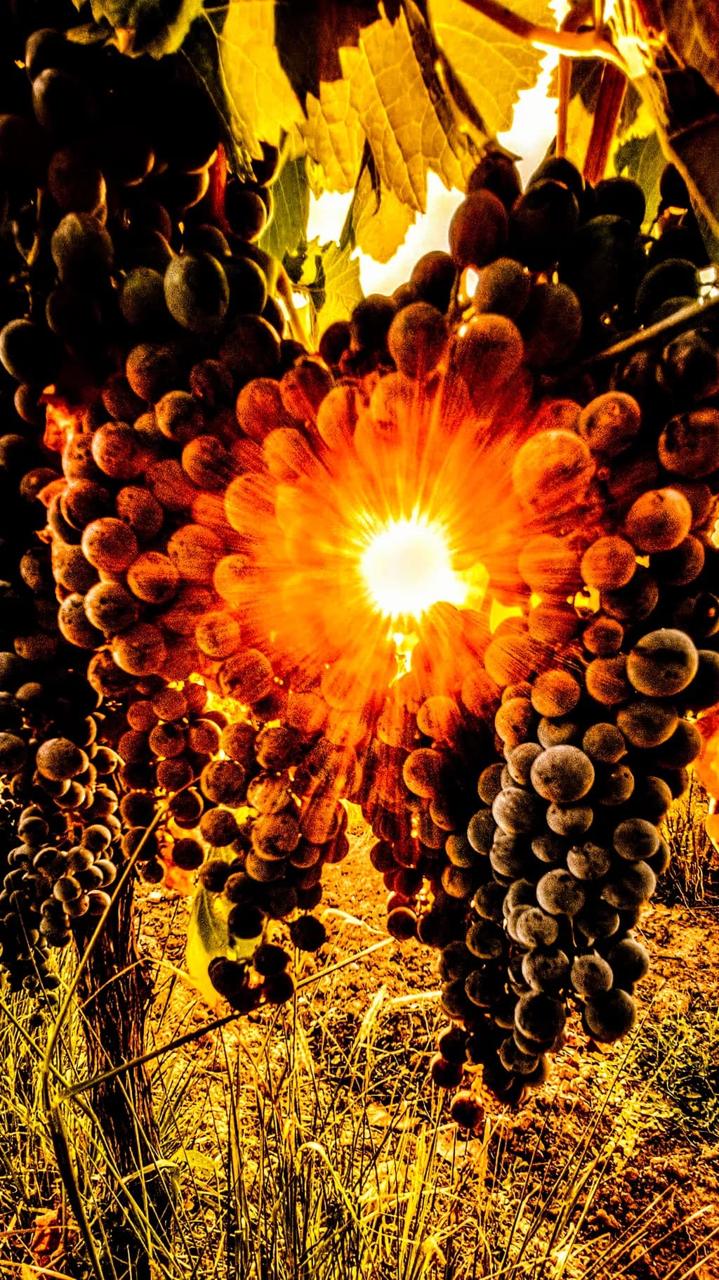 Sunlit Grape Harvest