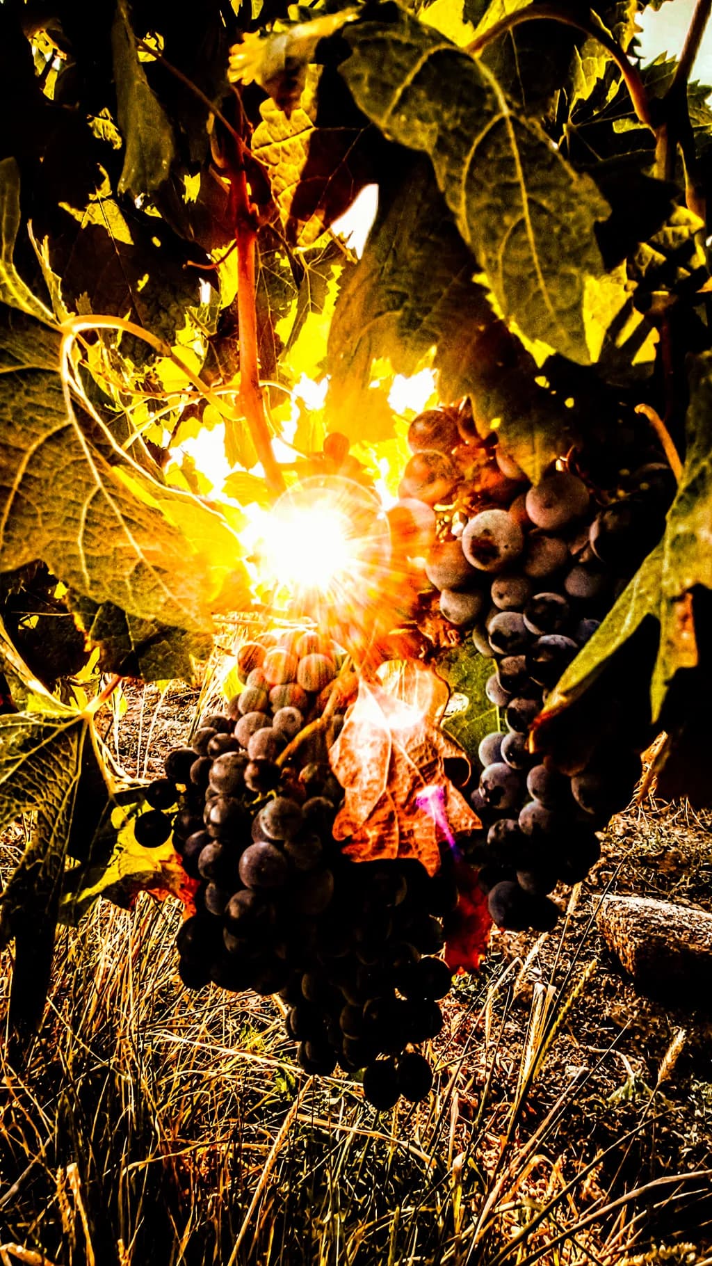 Sunlit Grape Cluster