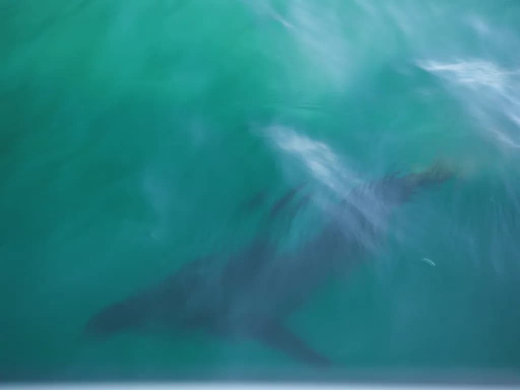 Ghost Sea Lion