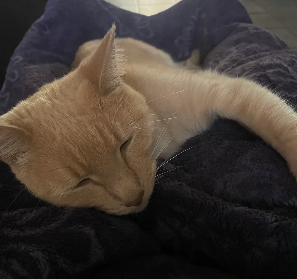 Golden Slumber