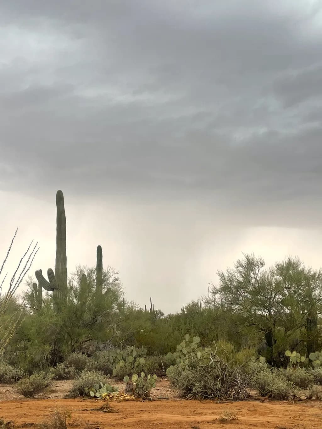 Desert Storm Approaching