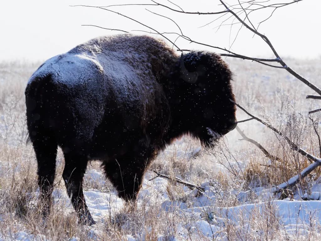 Buffalo Breath