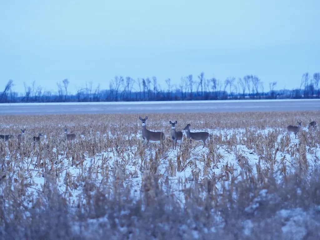 Deer Trio