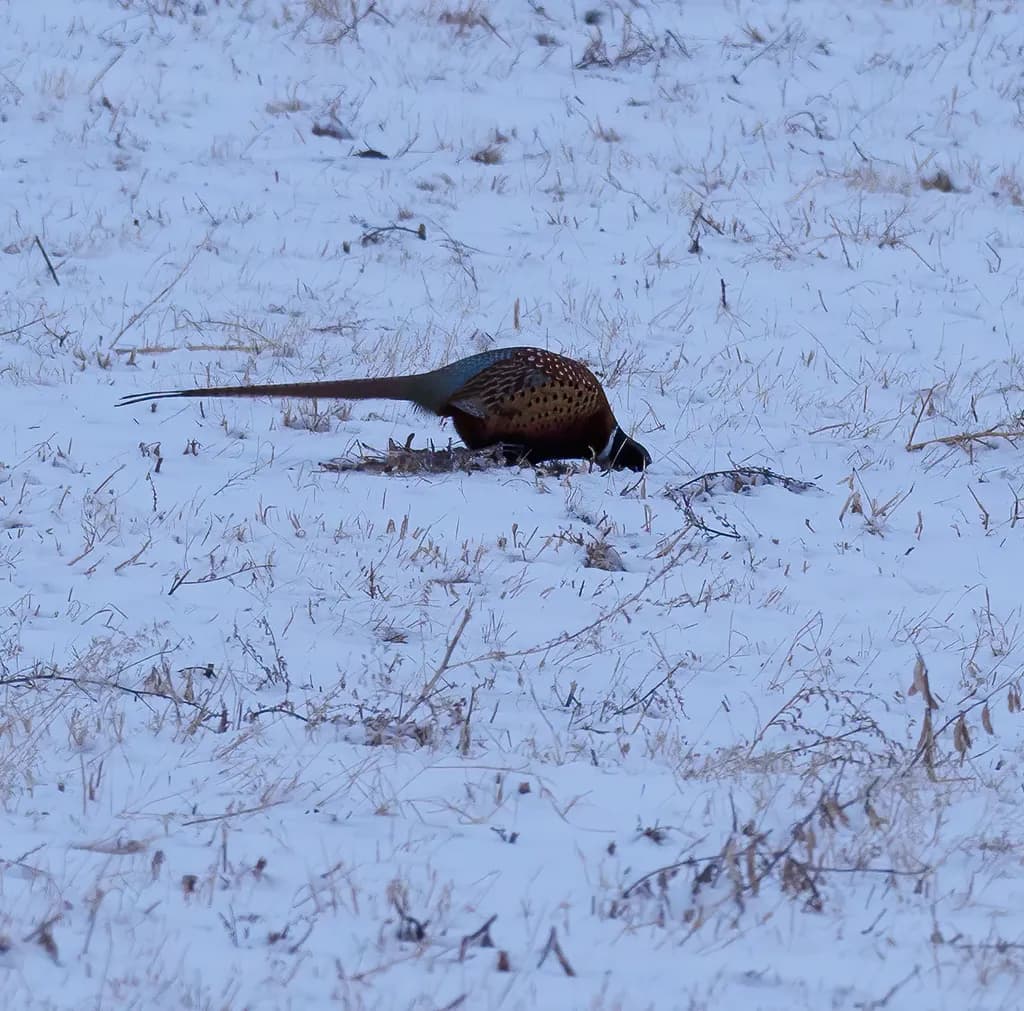Pheasant in Snow