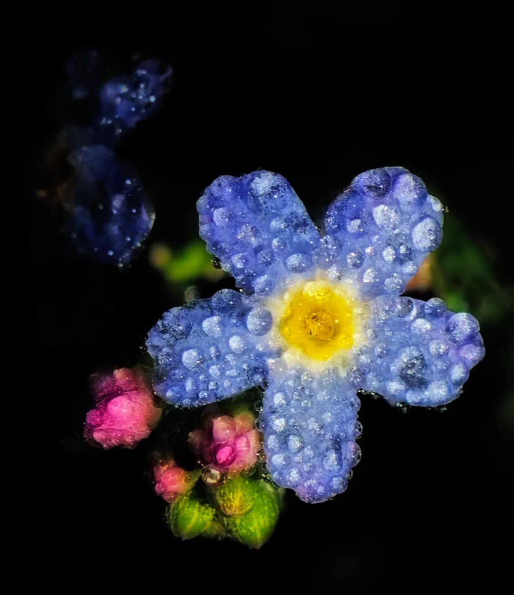 Blue Flower Dewdrops