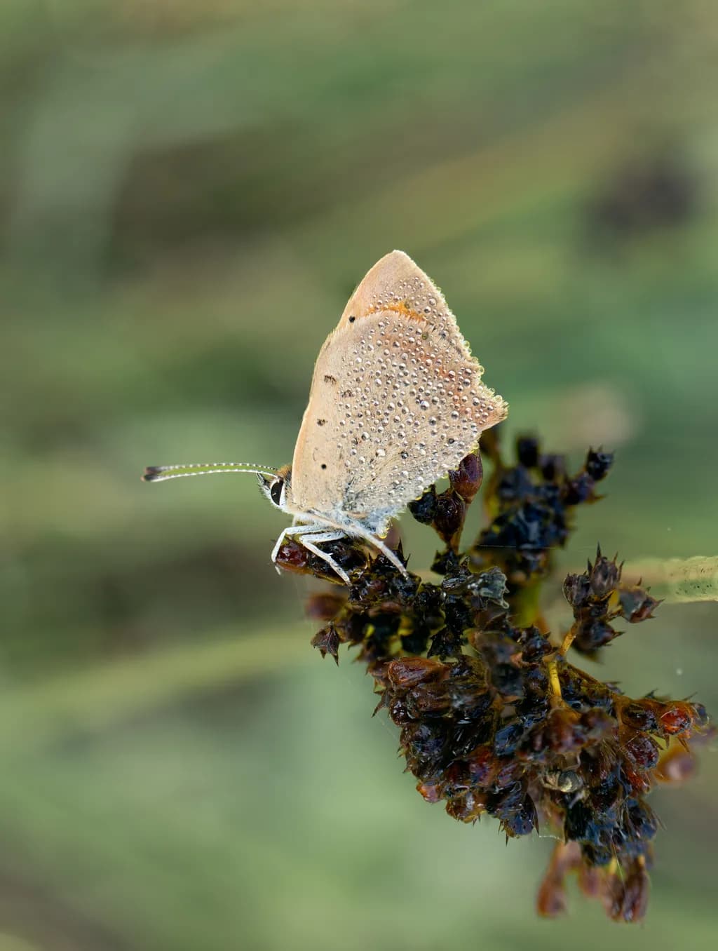Butterfly on Blossoms