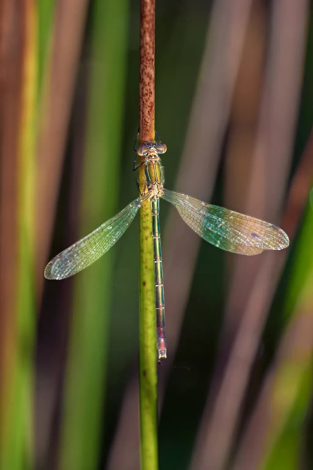 Damselfly on Reed