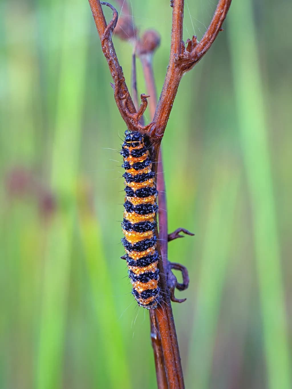 Striped Caterpillar on Twig