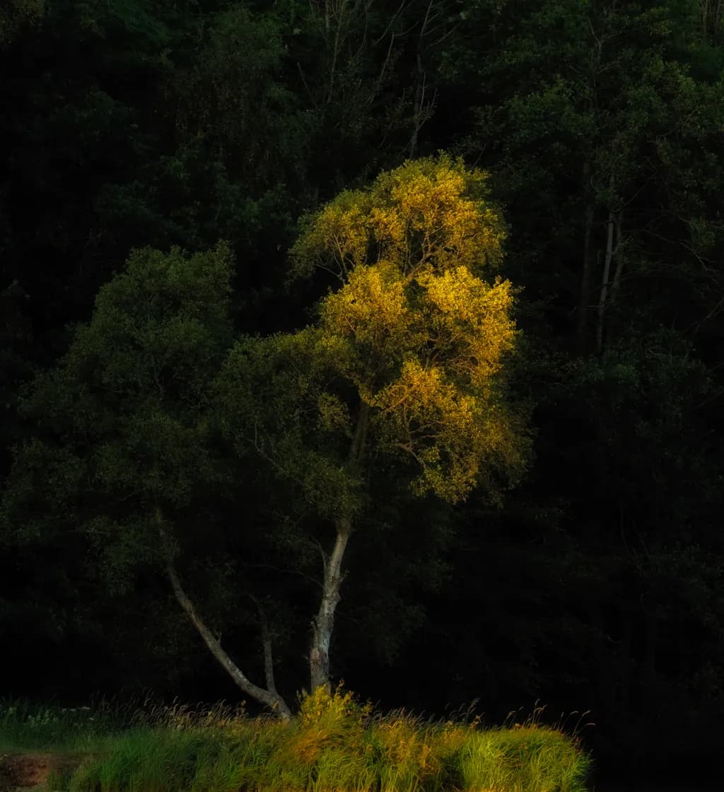 Golden Tree in Shadow