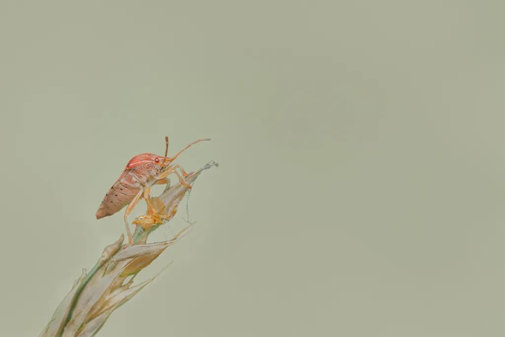 Cicada on the Stem