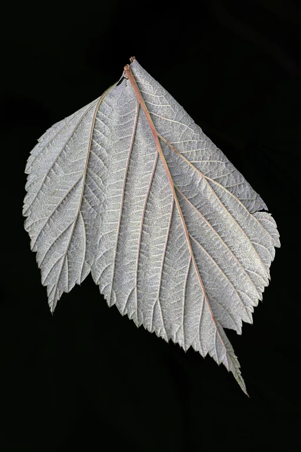 Silver Leaf人體藝術